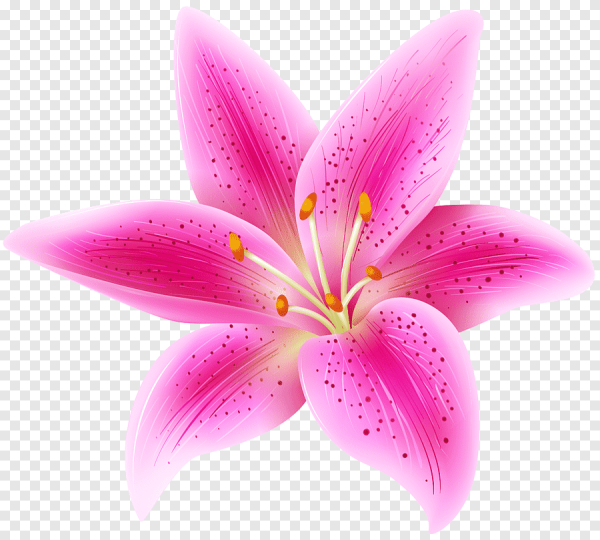 Цветы на прозрачном фоне