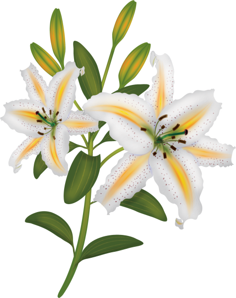 Ветка лилии