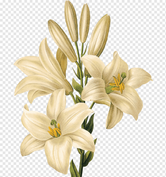 Лилия Кандидум живопись