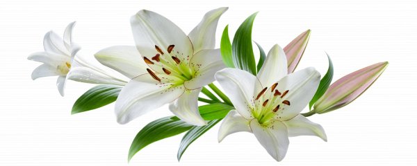 Collina Centro 20x50