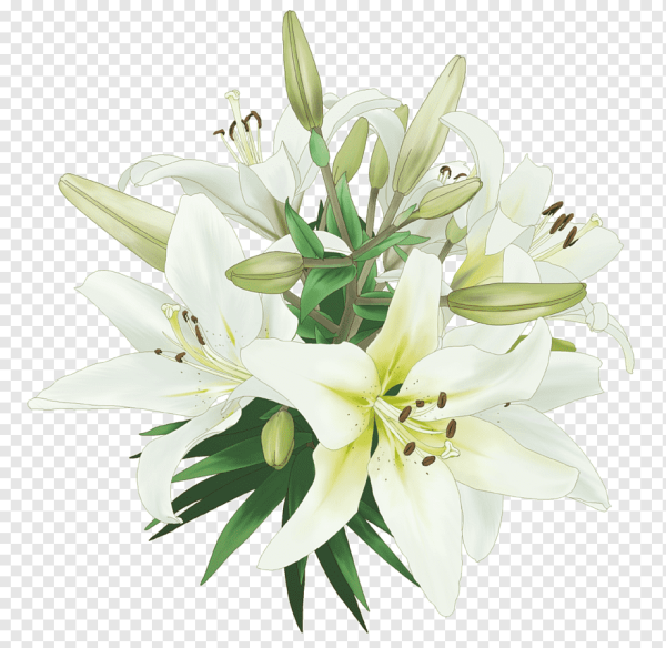 Лилии на прозрачном фоне