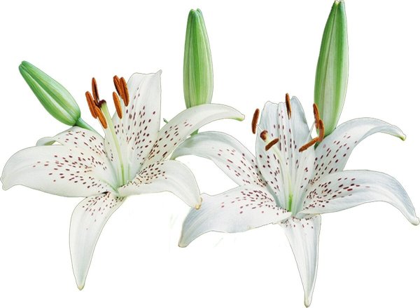 Лилия на белом фоне