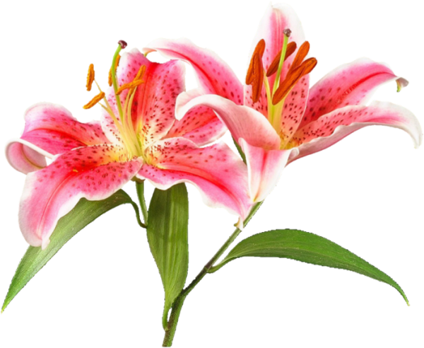 ЛФ-розовая Лилия