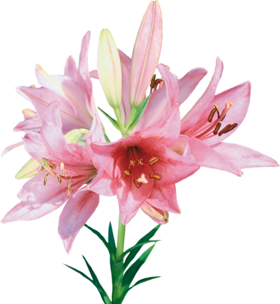 Лилия розовая срезка