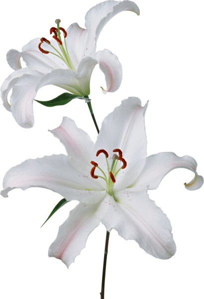 Лилия на прозрачном фоне