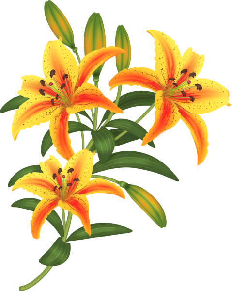 Лилия для детей