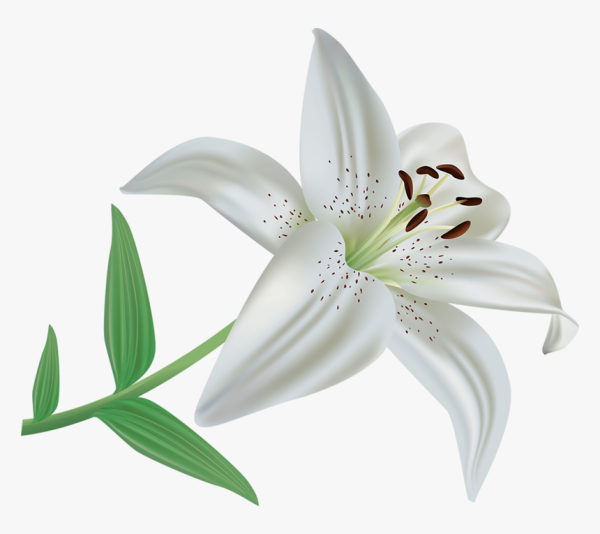 Лилии на прозрачном фоне