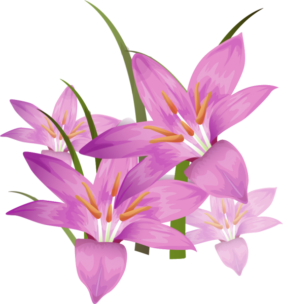 Цветы лилии на прозрачном фоне