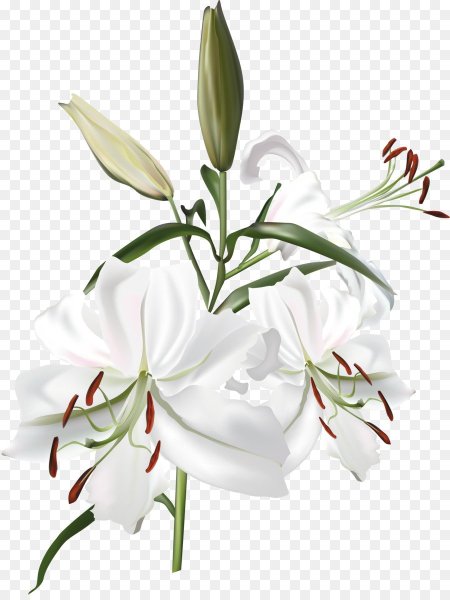 Ветка лилии