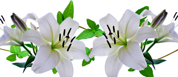Белые лилии на белом фоне