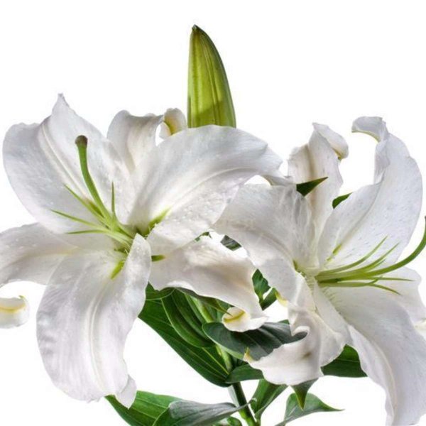 Лилия Хельветия белая