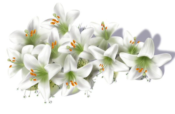 Цветы на прозрачном фоне