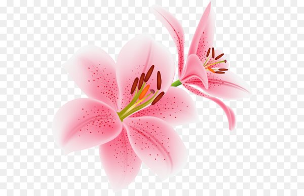 Лилии вектор