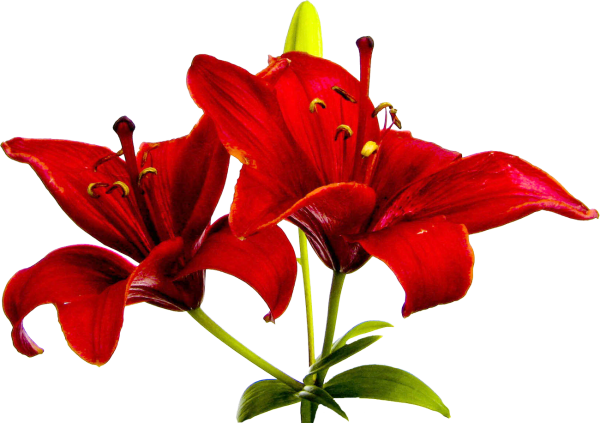 Лилии на белом фоне