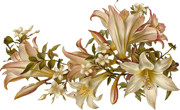 Цветы на прозрачном фоне