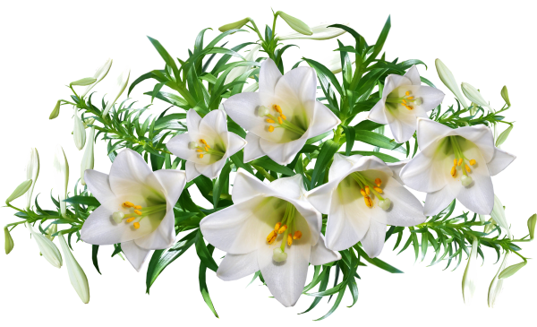 Прозрачные цветы