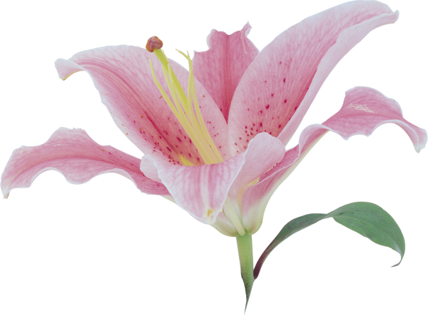 Цветы на прозрачной основе