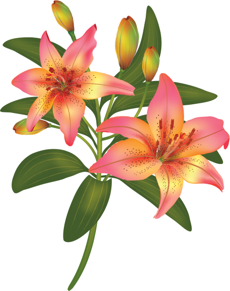 Лилия для детей