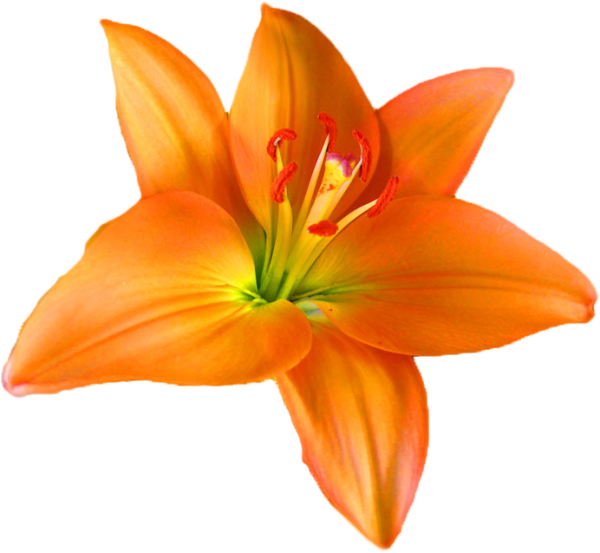 Желтые лилии на прозрачном фоне