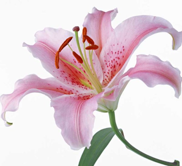 Лилия без фона