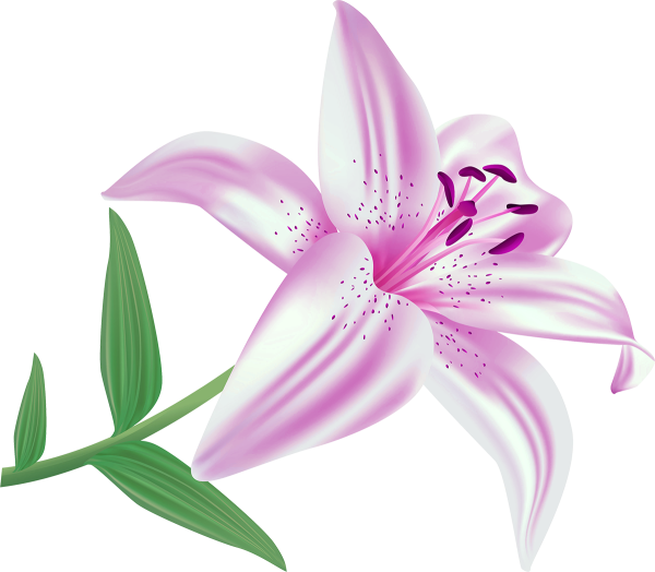 Дошкольникам лилии