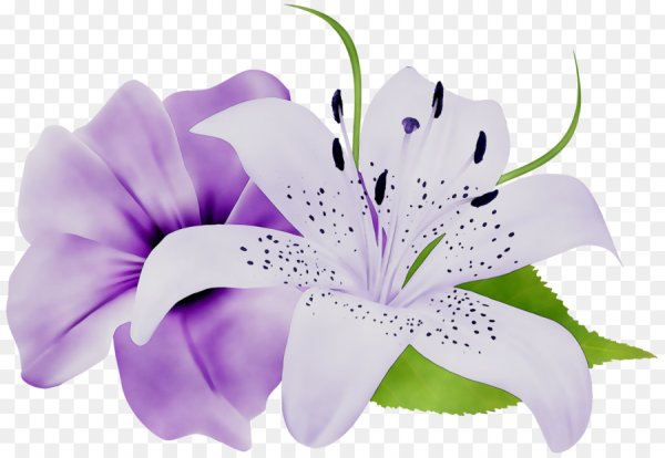 Цветочки на прозрачном фоне