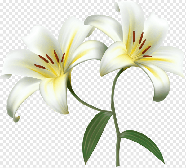 Векторные лилии