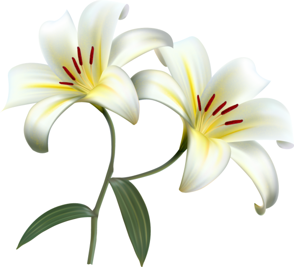 Лилии на прозрачном фоне