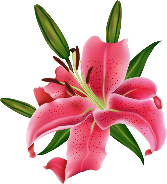 Розовые лилии