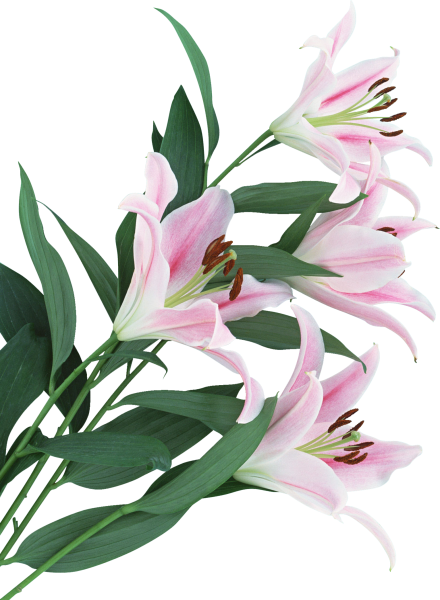 Лилии на белом фоне