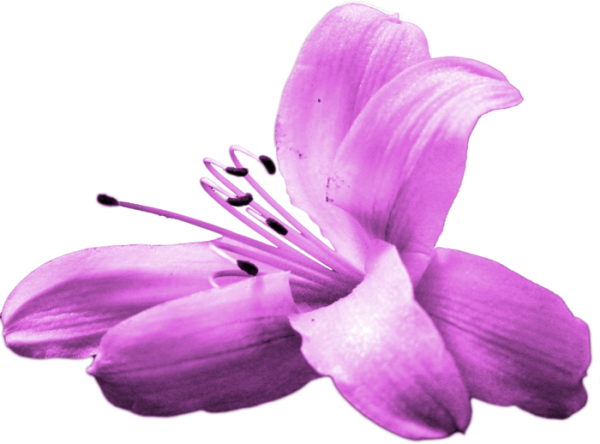 Сиреневые лилии