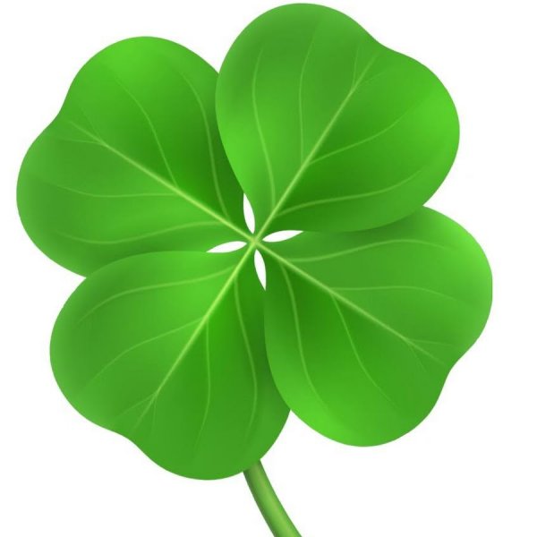 Цветущий ирландский Клевер