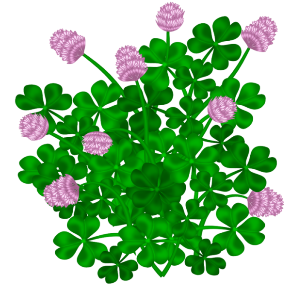Четырехлистный Клевер Shamrock