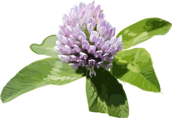 Четырёхлистный Клевер символ