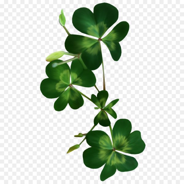 Клевер четырехлистный Святой Патрик