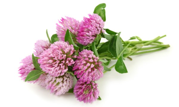 Клевер четырехлистный Святой Патрик