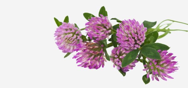 Четырехлистный Клевер на прозрачном фоне