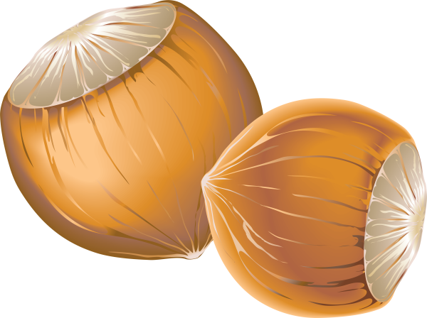 Орехи вектор