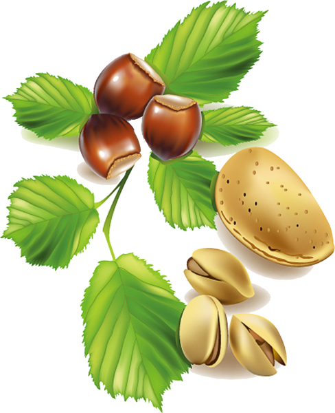 Орех лещина