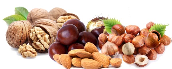 Орех фундук вектор