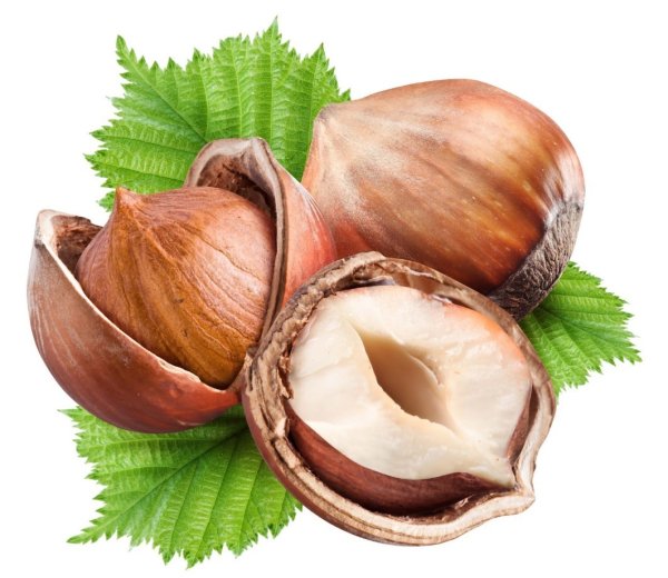 Фундук на белом фоне