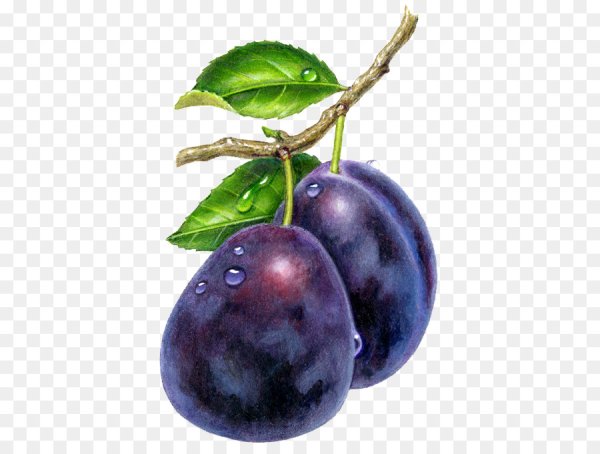 Сливы без фона