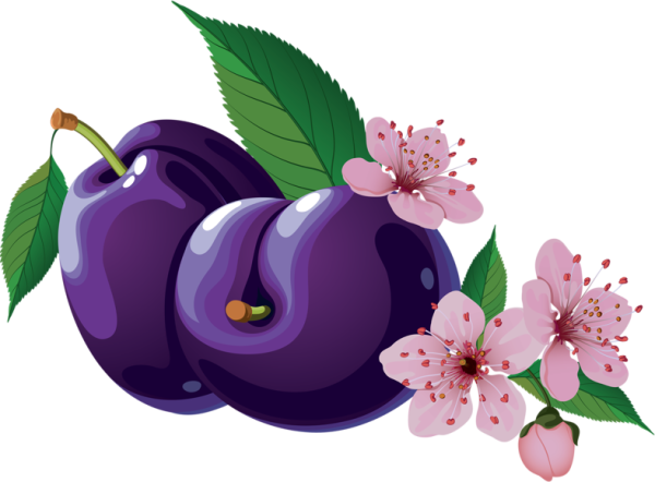 Сливы детей