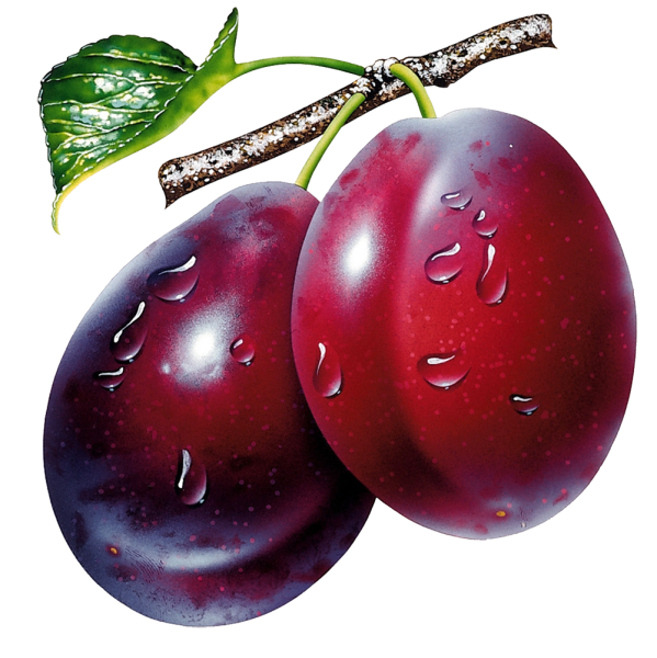 Сливы на белом фоне