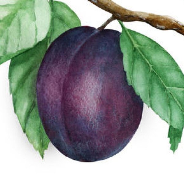 Слива карточки для детей