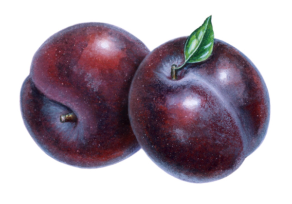 Слива для детей