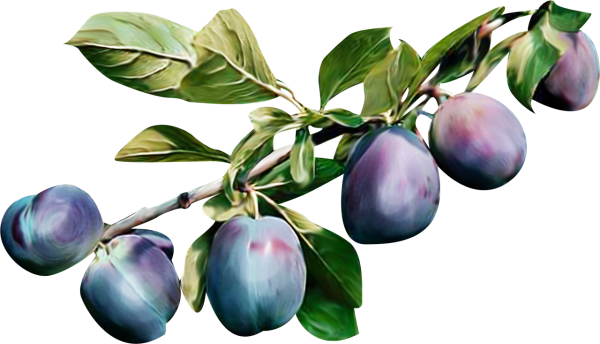 Слива на белом фоне