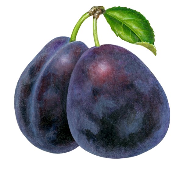 Слива цветная