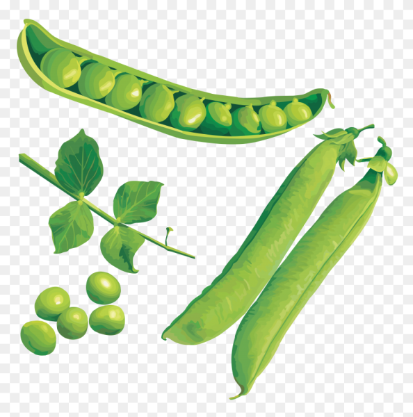 Стручок гороха