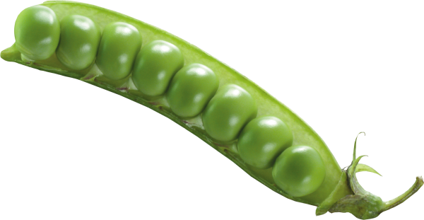 Стручок гороха